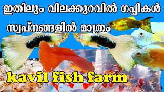 guppy fish farm Kerala?? | Low price guppy fish Malayalam | മീനുകളെവാങ്ങുകയും വിൽക്കുകയും ചെയ്യാം