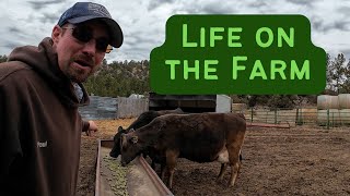 (FARM CHORES) What a Day on Our Small Farm is Like by Broken Arrow Farm 128 views 1 month ago 33 minutes