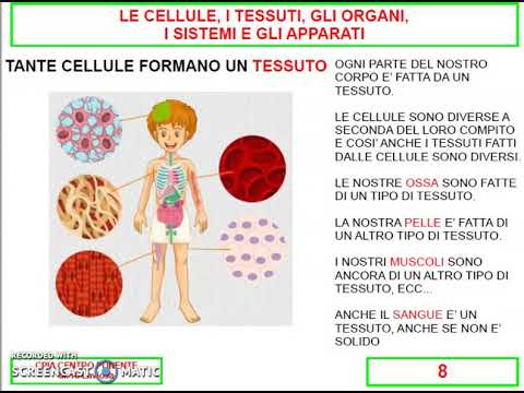 SCIENZE:la cellula, i tessuti, gli organi, sistemi e apparati, l&rsquo;organismo