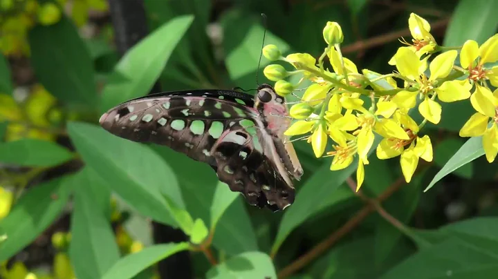 Reiman Quick Bites   Releasing Butterflies in the ...