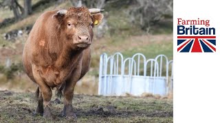 How to become a crofter - Blind bull makes impact!