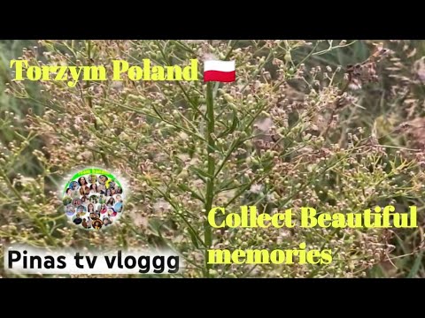 Collect beautiful moments| Torzym Poland #poland - YouTube