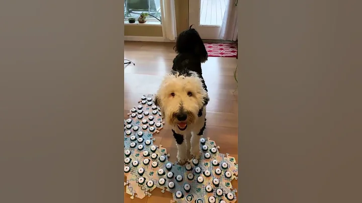 At least she asks with a smile right?? #bigquestions #cutedog #smartpup #dogtok #whataboutbunny #sh