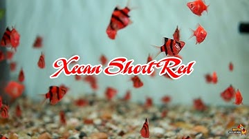 Giới Thiệu Dòng Cá Xecan Short Đỏ