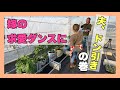 【ズボラ菜園】ちびパプとナスの吊り上げ‼︎夫とのんびり作業。