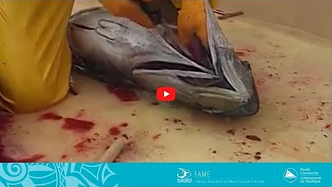 COASTAL FISHERIES TRAINING | 2.1 - Onboard handling of sashimi grade tuna