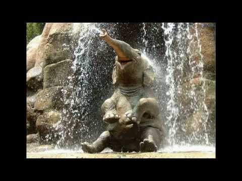 funny-video-ever-download-|-funny-elephant-videos