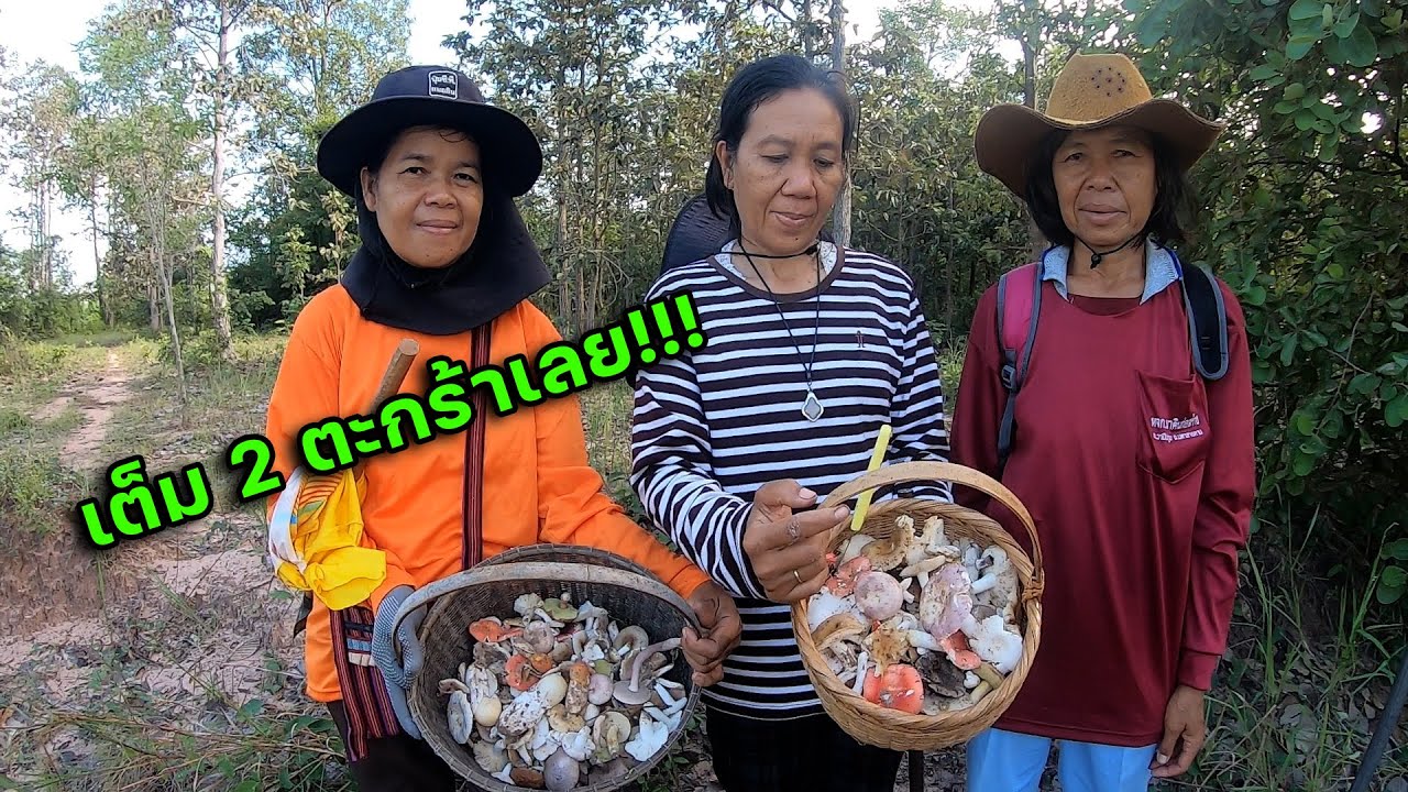 เต็ม 2 ตะกร้าหมานคัก!! เก็บเห็ดระโงก เก็บเห็ดแดง