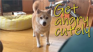 If I ignore (?)  Shiba Inu's requests, she will get angry cutely.