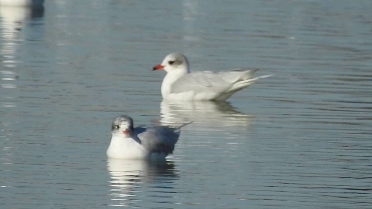 Gabbiano corallino, Mediterranean Gull (Ichthyaetus melanocephalus