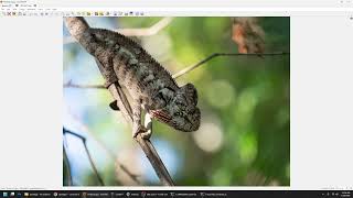 DYSTALGIA: Infinite AI Zoom That Understands the Whole Image