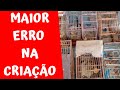 O MAIOR ERRO NA CRIAÇÃO DE CANÁRIOS