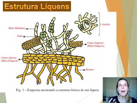 Vídeo: Líquens foliosos: descrição, características, estrutura e características