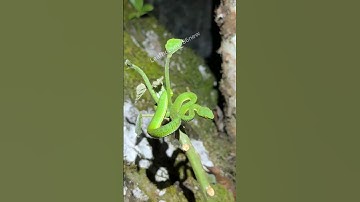 Rắn lục xanh đuôi đỏ - phản ứng rất nhanh | @thegioiran