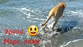 Прогулка на песчаный пляж. 😀 Сибирский хаски и щенок.