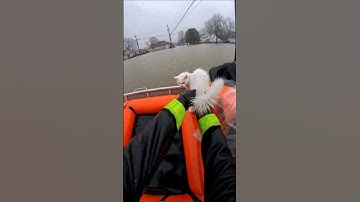 Found a Cat Crying in the Rising Floodwater… Please Care for Your Pets 💔🐾🌊 #flood #rescue #shorts