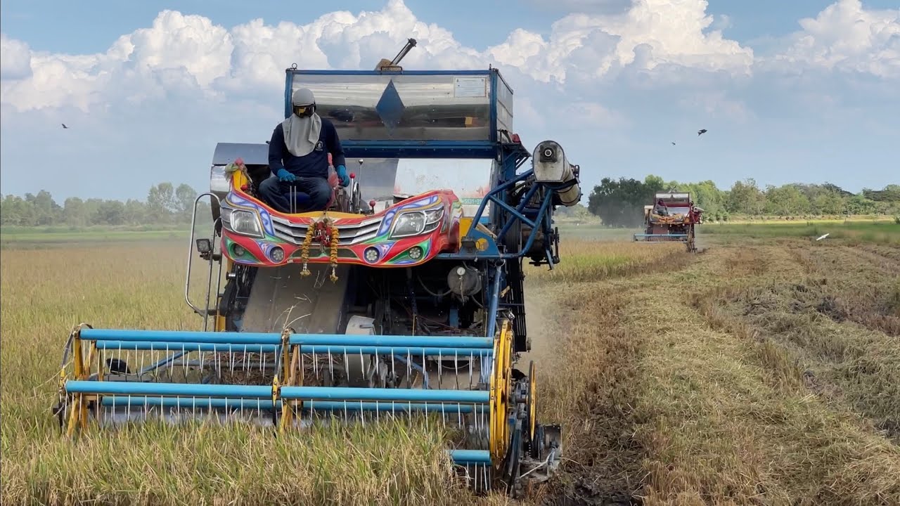 18 ก.พ 65 ลงงาน กข.79 ข้าวเหลืองสวยมาก ราคา 7000 เกือบไม่รอดน้องน้ำฝน