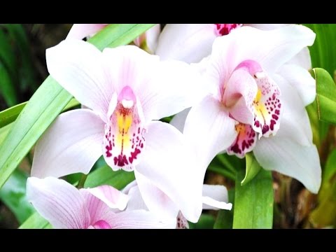 Beautiful WILD ORCHID orchidaceae Bunga Anggrek Cantik  