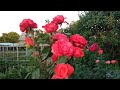 Розы. Второе цветение. Роза Голштейн Перл .Обрезка чайногибридных роз в конце лета.