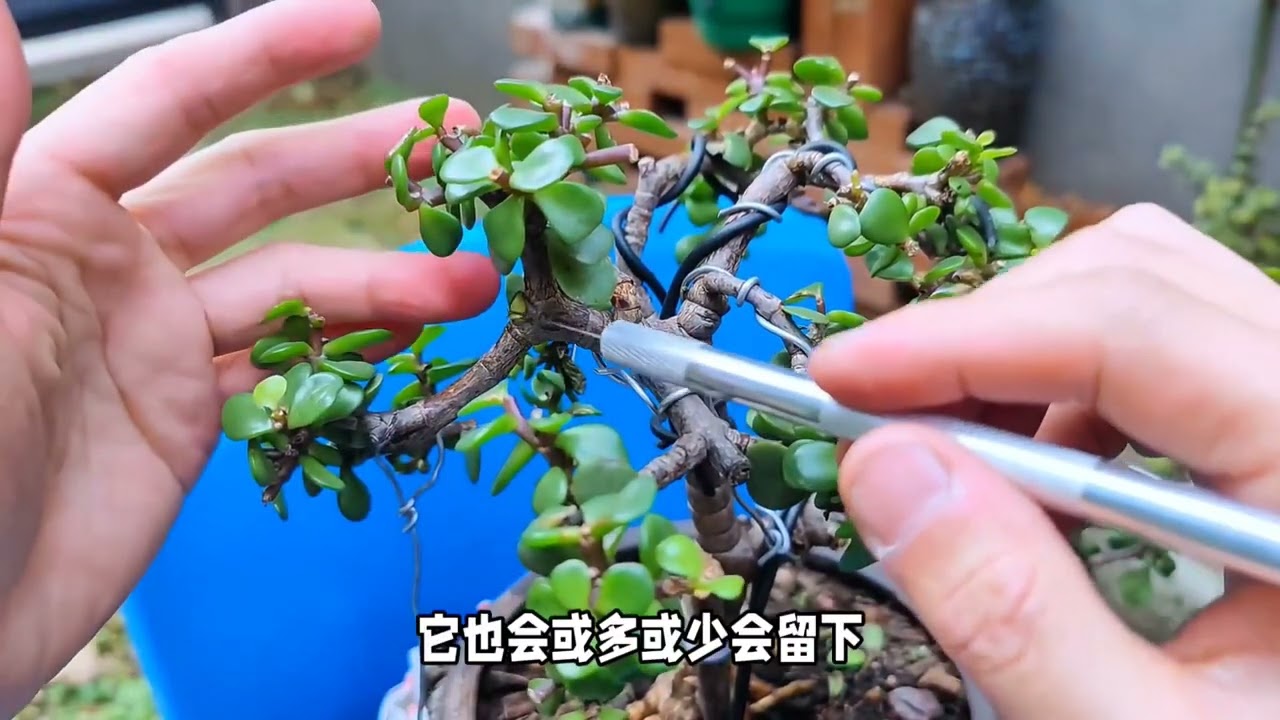 金枝玉叶是小苗造型好还是老桩造型好？其实各有利弊 