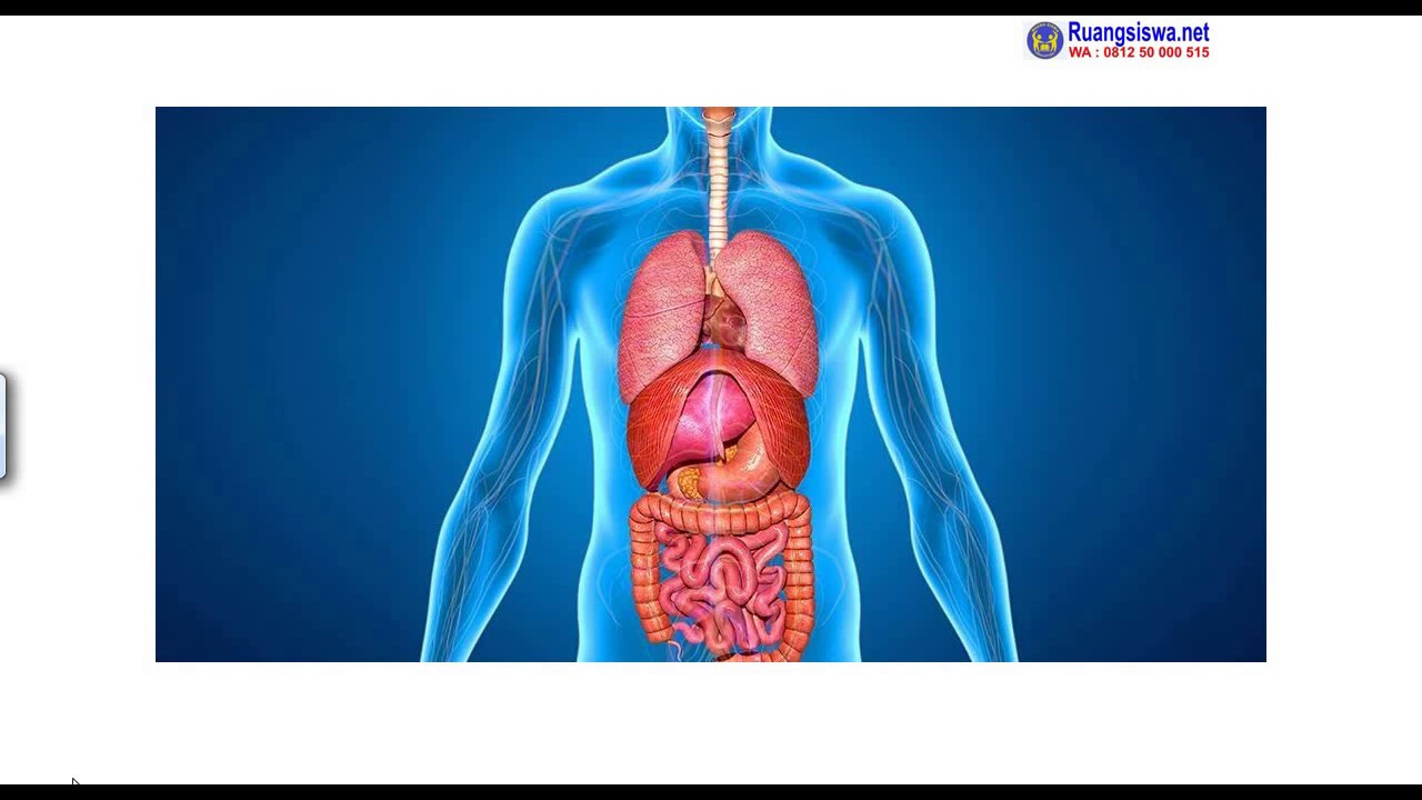 Human organs. Органы человека. Человеческий организм. Органы туловища человека. Органы внутри человека.