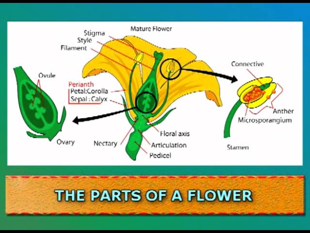 Plant Reproductive System Lessons Blendspace