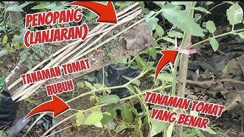 TANAM TOMAT YANG BENAR || AKIBAT HUJAN ANGIN KENCANG PADA ROBOH 