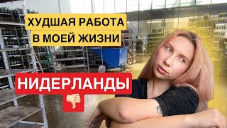 РАБОТА В НИДЕРЛАНДАХ ДЛЯ УКРАИНЦЕВ - ДНО? (поврежденный сустав, хроническая усталость)