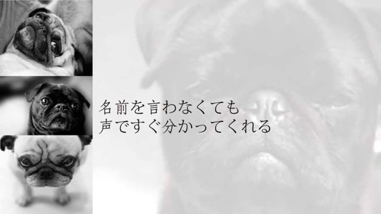 宇多田ヒカル Automatic 歌詞 パグ付き Youtube 宇多田ヒカル Automatic 歌詞 パグ付き Youtube