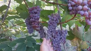 Бессемянный виноград сорт Канадис(Канадик)