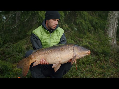 Video: Kuinka Kasvattaa Karppi Lammet