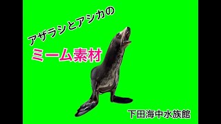 【ミーム素材】アザラシ・アシカミーム作ってください！！　＃猫ミーム #猫ミーム素材 #下田海中水族館