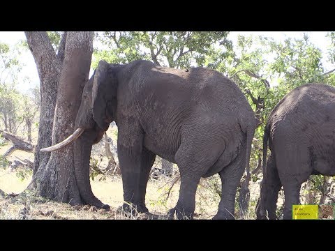Video: How Elephants Sleep