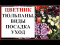 Тюльпаны в саду: виды, посадка, уход