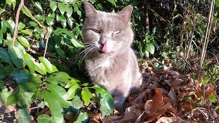 枯れ葉の上で寝ていた猫をモフったら、喉をゴロゴロと鳴らした