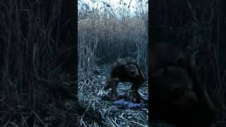 Download Lagu WEREWOLF ATTACK IN THE WOODS 😱 #Shorts #Scary #Werewolf MP3 Download Lagu WEREWOLF ATTACK IN THE WOODS 😱 #Shorts #Scary #Werewolf MP3