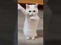 Cat video