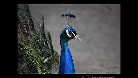 PEACOCK__ARTIST OF THE FOREST@DRSKSINGH CHANNEL JAI SHREERAM