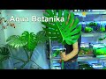 Aqua Botanika im Mai Pflanzen und Aquarien im Überblick