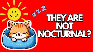 Are CATS Nocturnal? DISCOVER The TRUTH About Their Sleep Patterns