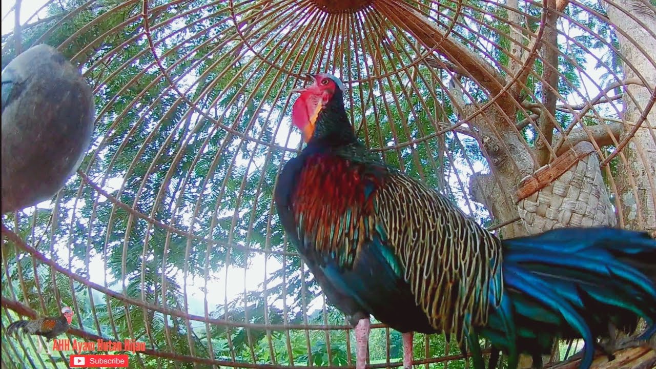Ayam hutan hijau ini cocok untuk di jadikan Pikatan super gacor 