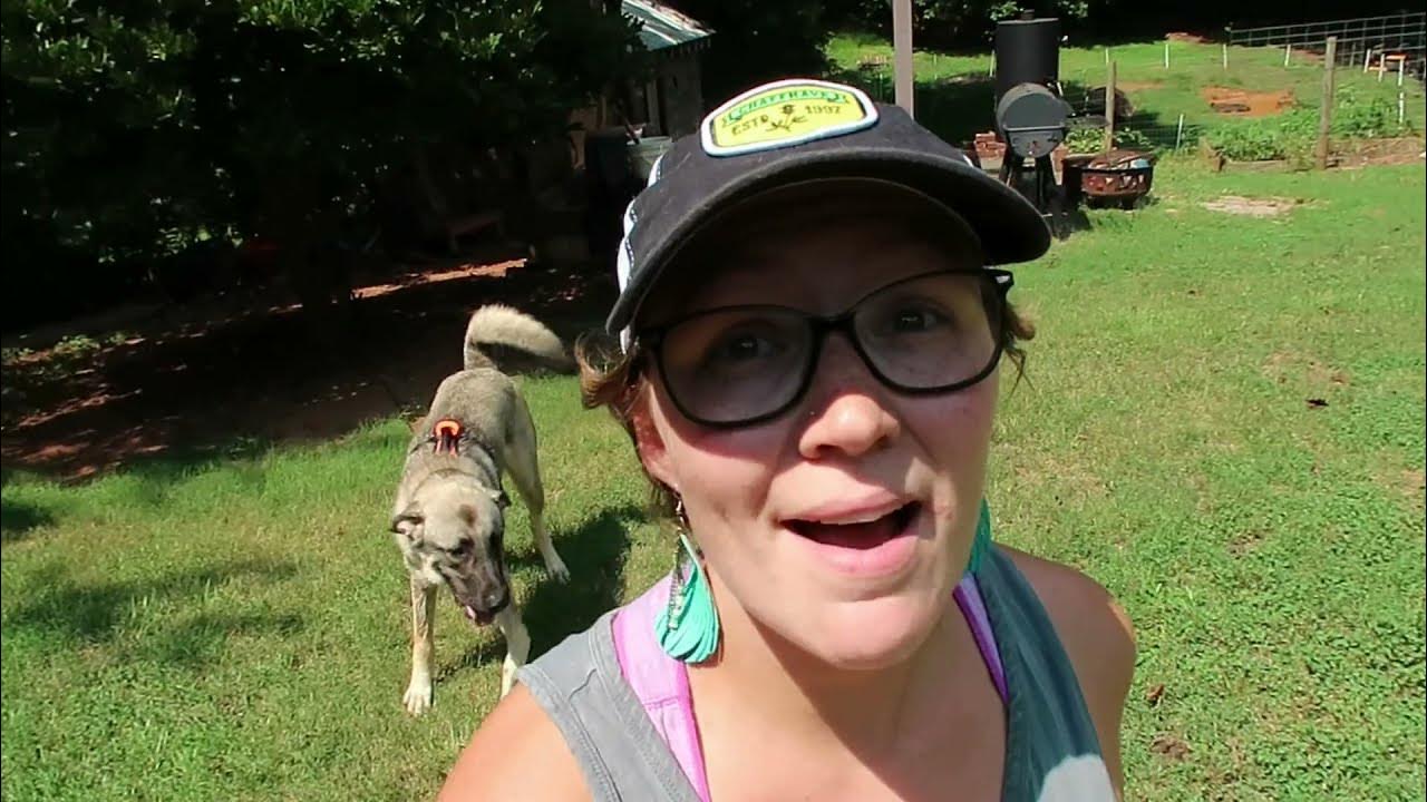 How To Install A Dog Tie Out And Keep Your Dogs From Tangling? Best Dog