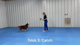 AKC Trick Dog Intermediate  River, 5yearold Finnish Lapphund