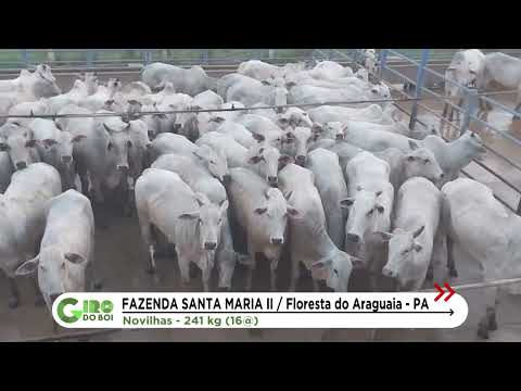 NOVILHADA NELORE PARECE ATÉ UMA RÉGUA DE TÃO PADRONIZADA! GADO CHEGA A 16@ NO PARÁ