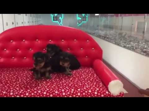 satılık-yorkshire-terrier-yavrularımız-İrt:-05326824205
