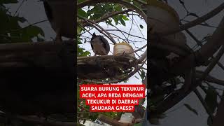 Download Lagu SUARA KHAS BURUNG TEKUKUR ACEH#funny #burung #suaraburung #viral #shorts MP3 Download Lagu SUARA KHAS BURUNG TEKUKUR ACEH#funny #burung #suaraburung #viral #shorts MP3