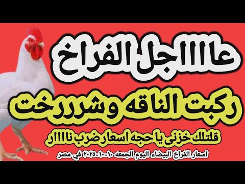اسعار الفراخ البيضاء اليوم سعر الفراخ البيضاء اليوم الجمعه ١٠ ١٠ ٢٠٢٥ في مصر جمله وقطاعي