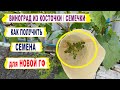 🍇Как получить СЕМЕНА ВИНОГРАДА для НОВОЙ ГИБРИДНОЙ ФОРМЫ. Виноград из косточки/семечки.