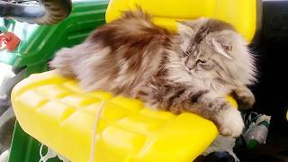 Tractor operator Jerry the cat| Adorable funny cat | Funny Maine coon cat