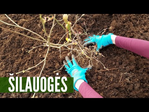 Video: Nuostabūs floksai: sodinimas ir priežiūra, ligos